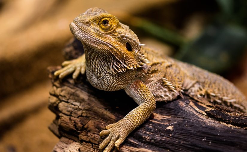 Comme l’Homme, le reptile rêve